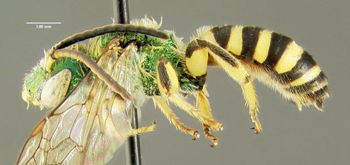 Media type: image;   Entomology 606441 Aspect: habitus lateral view